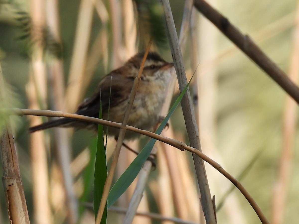 rákosník tamaryškový - ML646714975