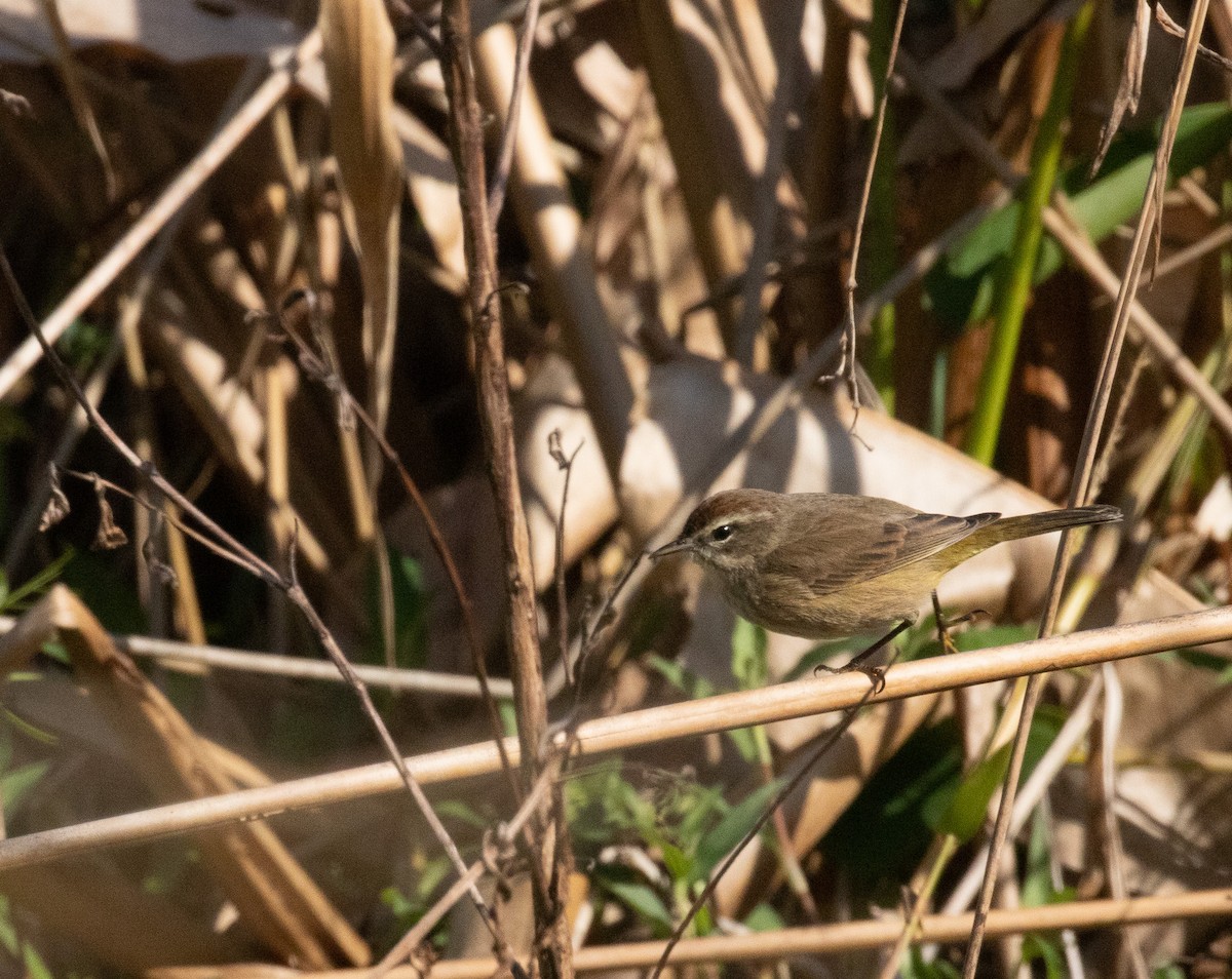 lesňáček bažinný - ML646714976