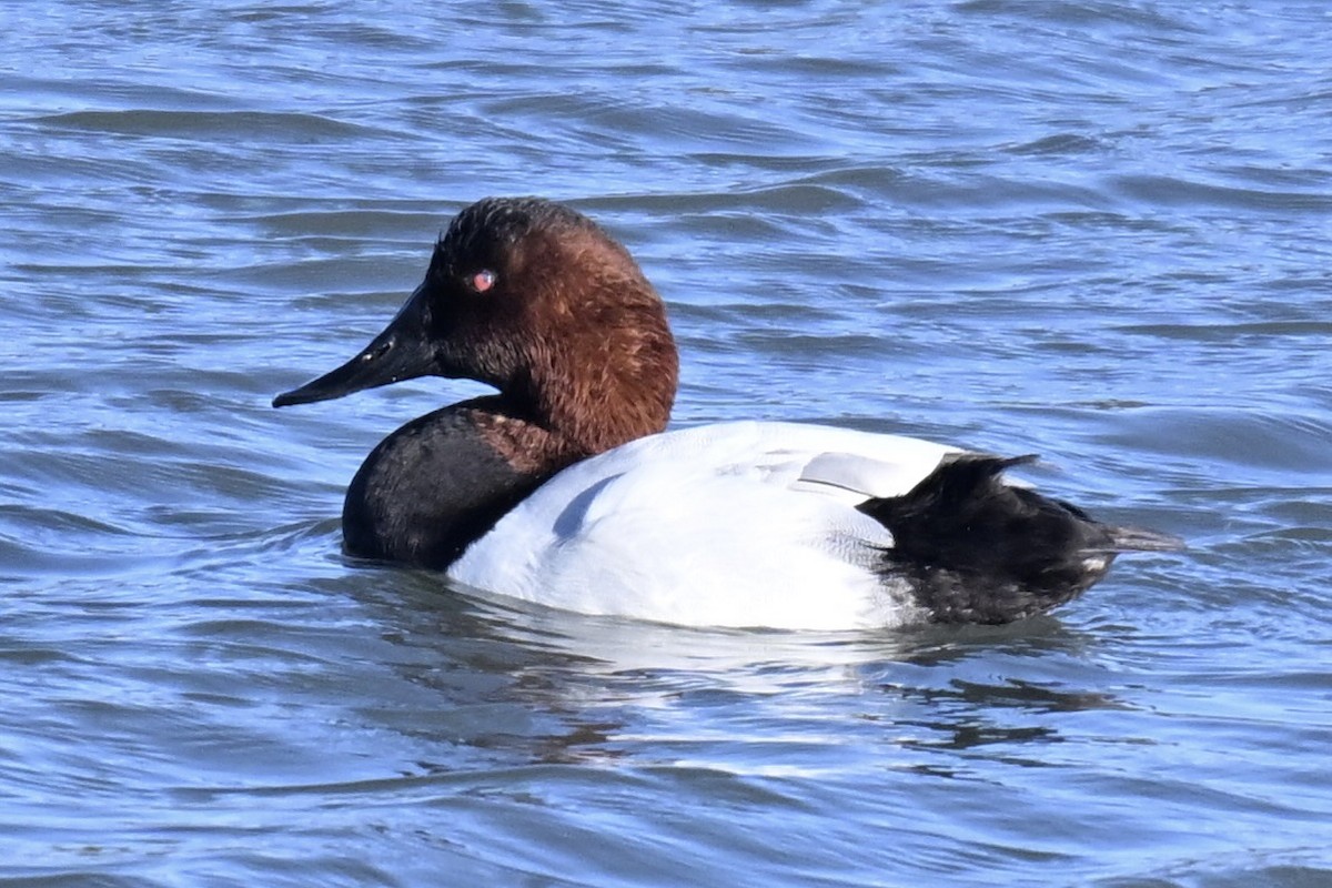 polák dlouhozobý - ML646714977