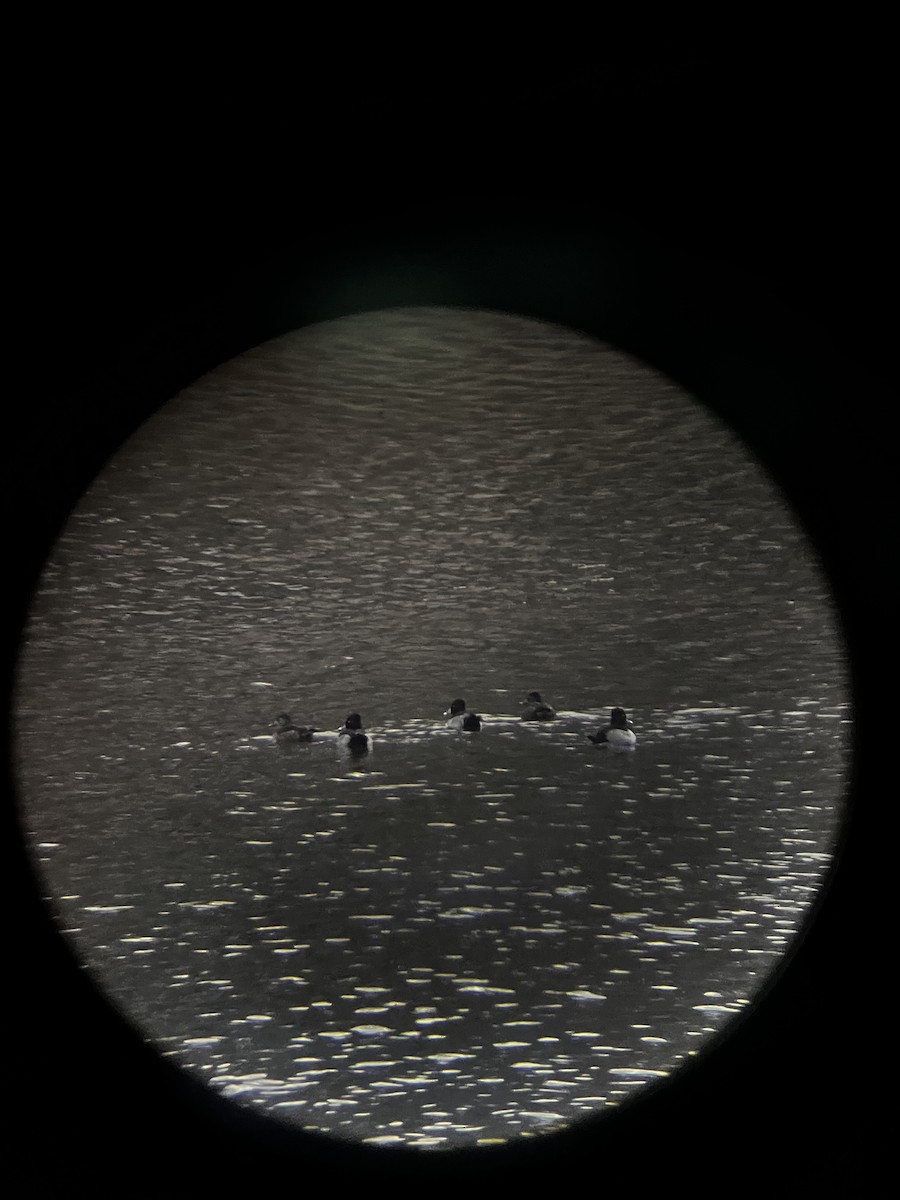 polák proužkozobý - ML646714978