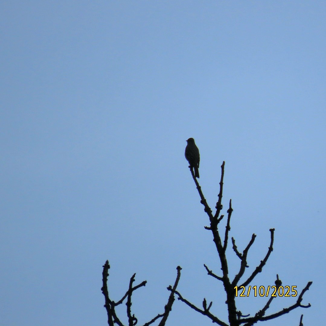 lesňák západní - ML646714979