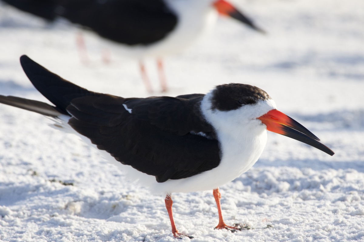 zoboun americký - ML646714981