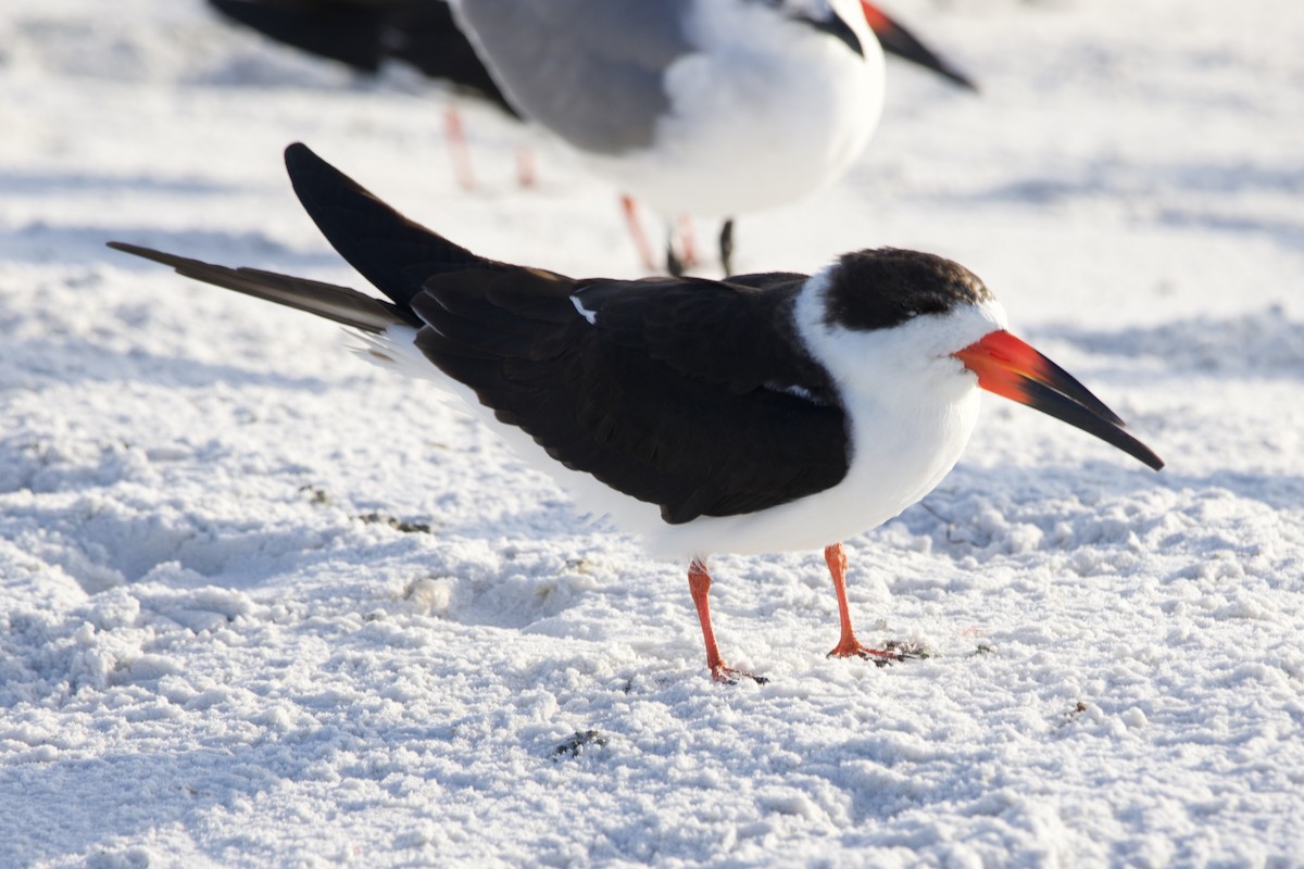 zoboun americký - ML646714982