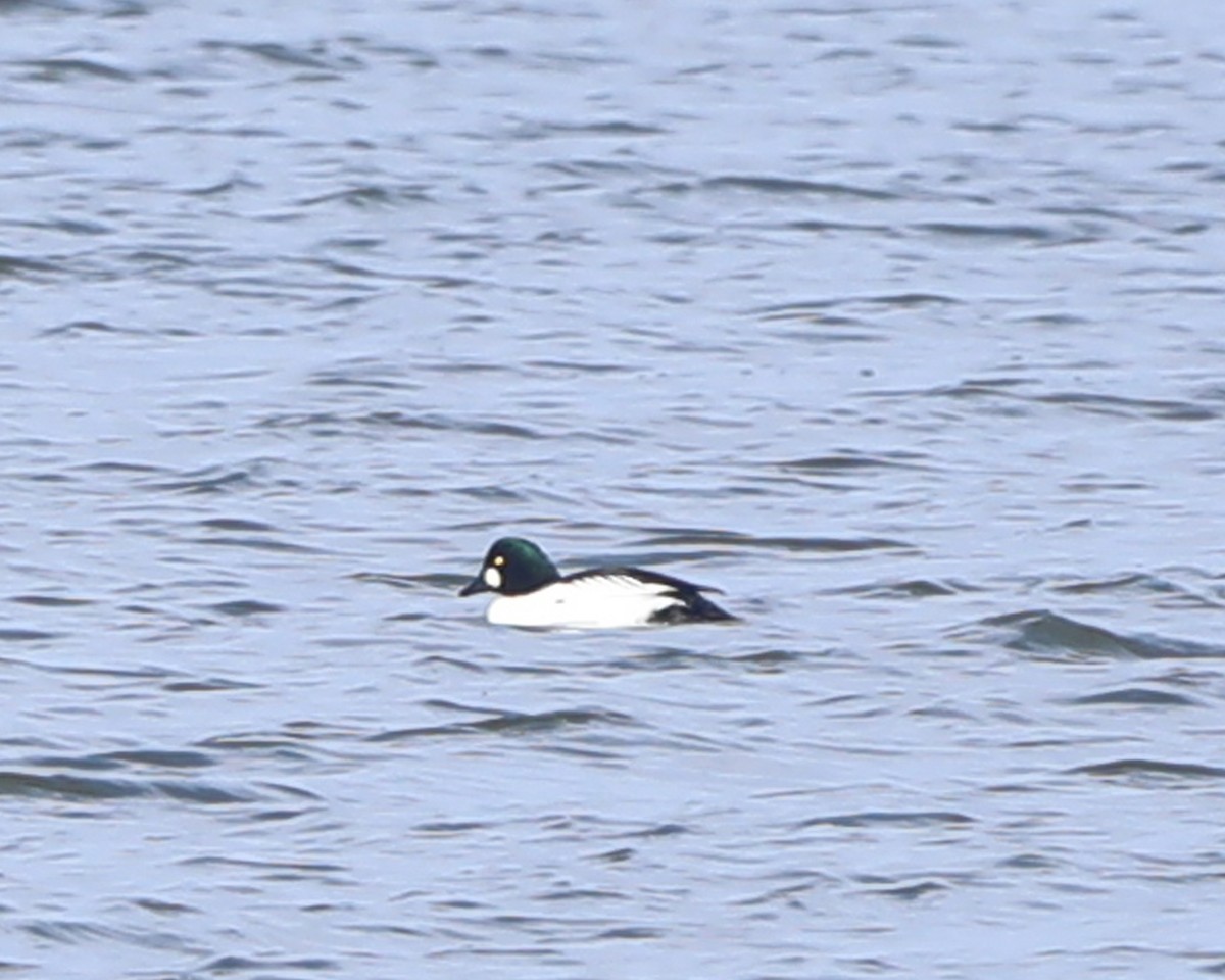 hohol severní - ML646714984