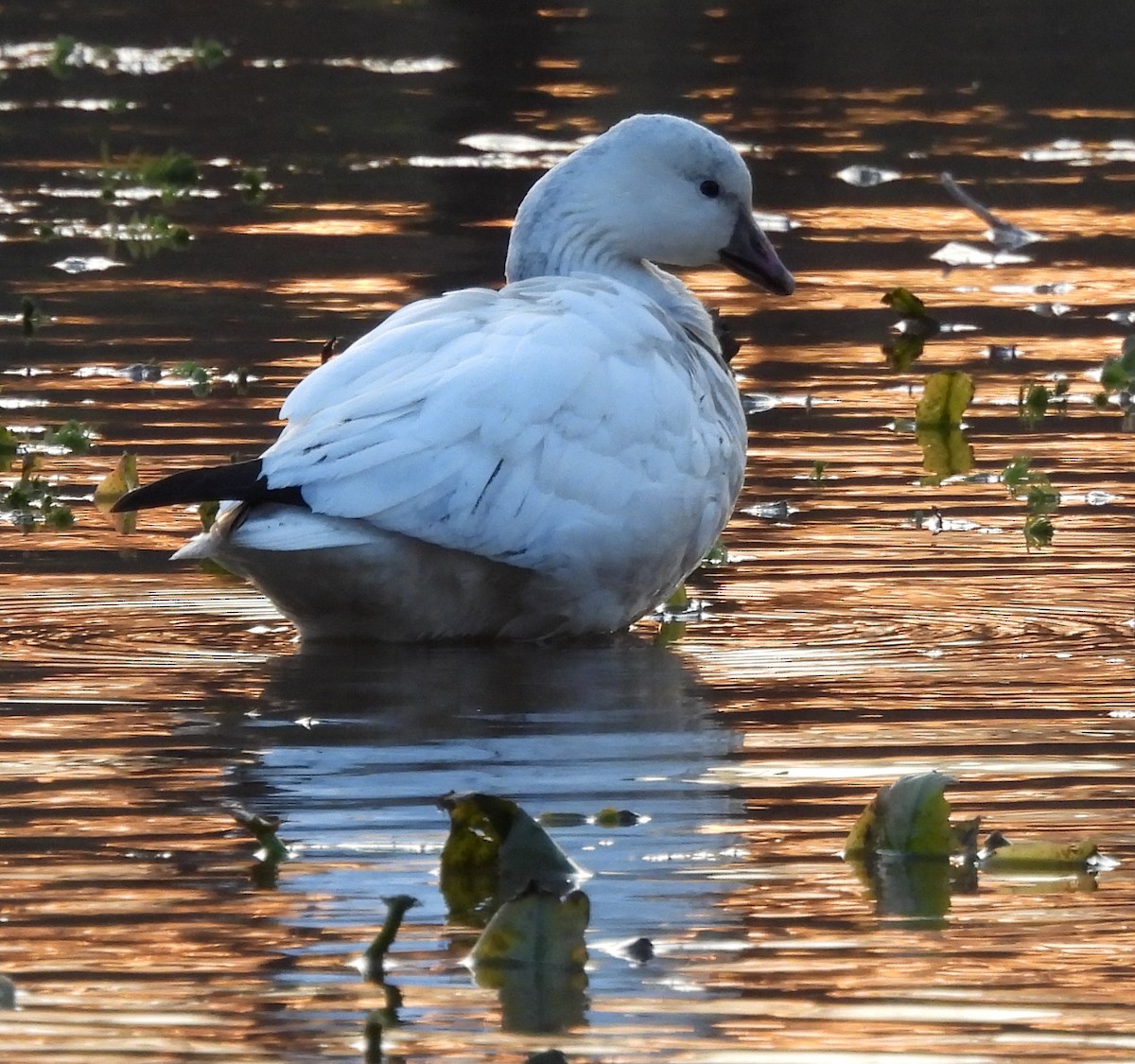 Küçük Kar Kazı - ML646714985