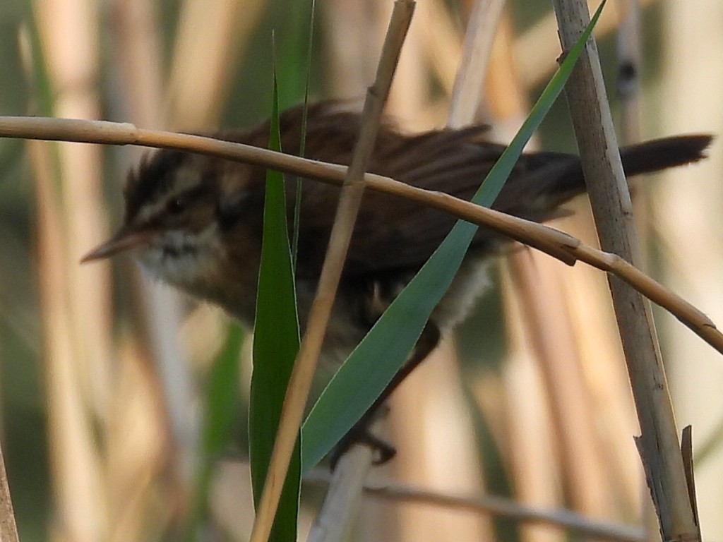 rákosník tamaryškový - ML646714986