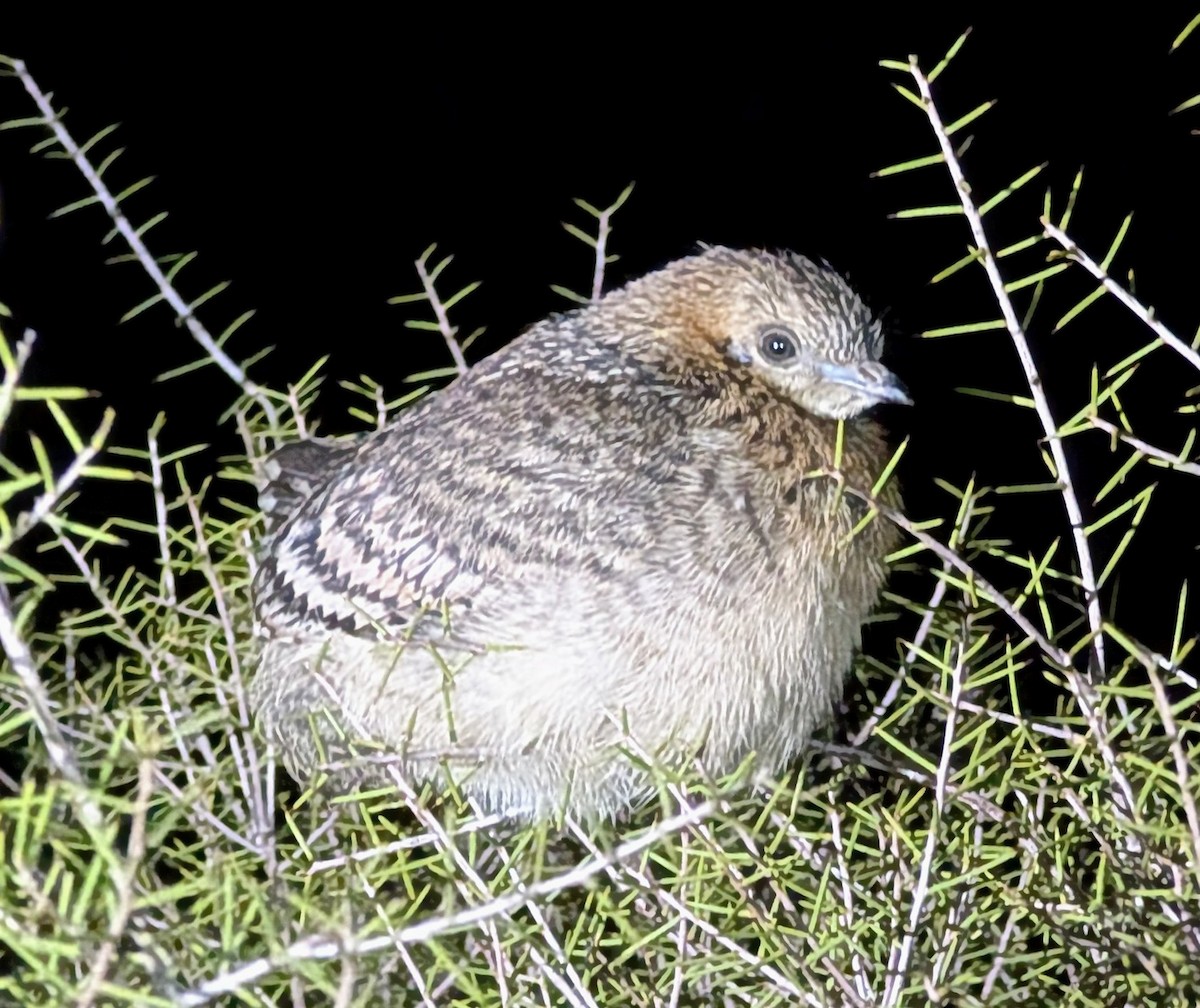 tabon holubí - ML646714987