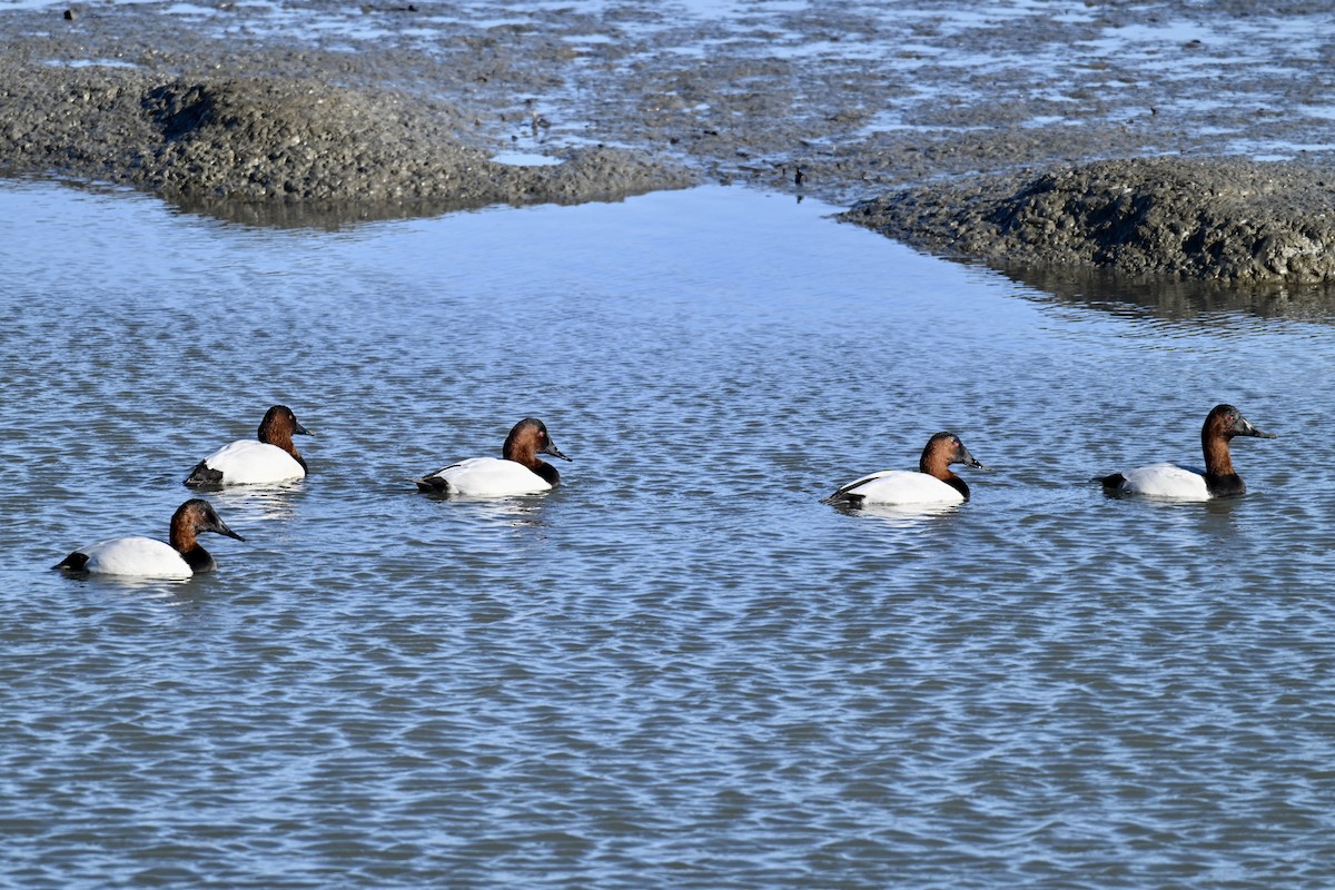 polák dlouhozobý - ML646714988