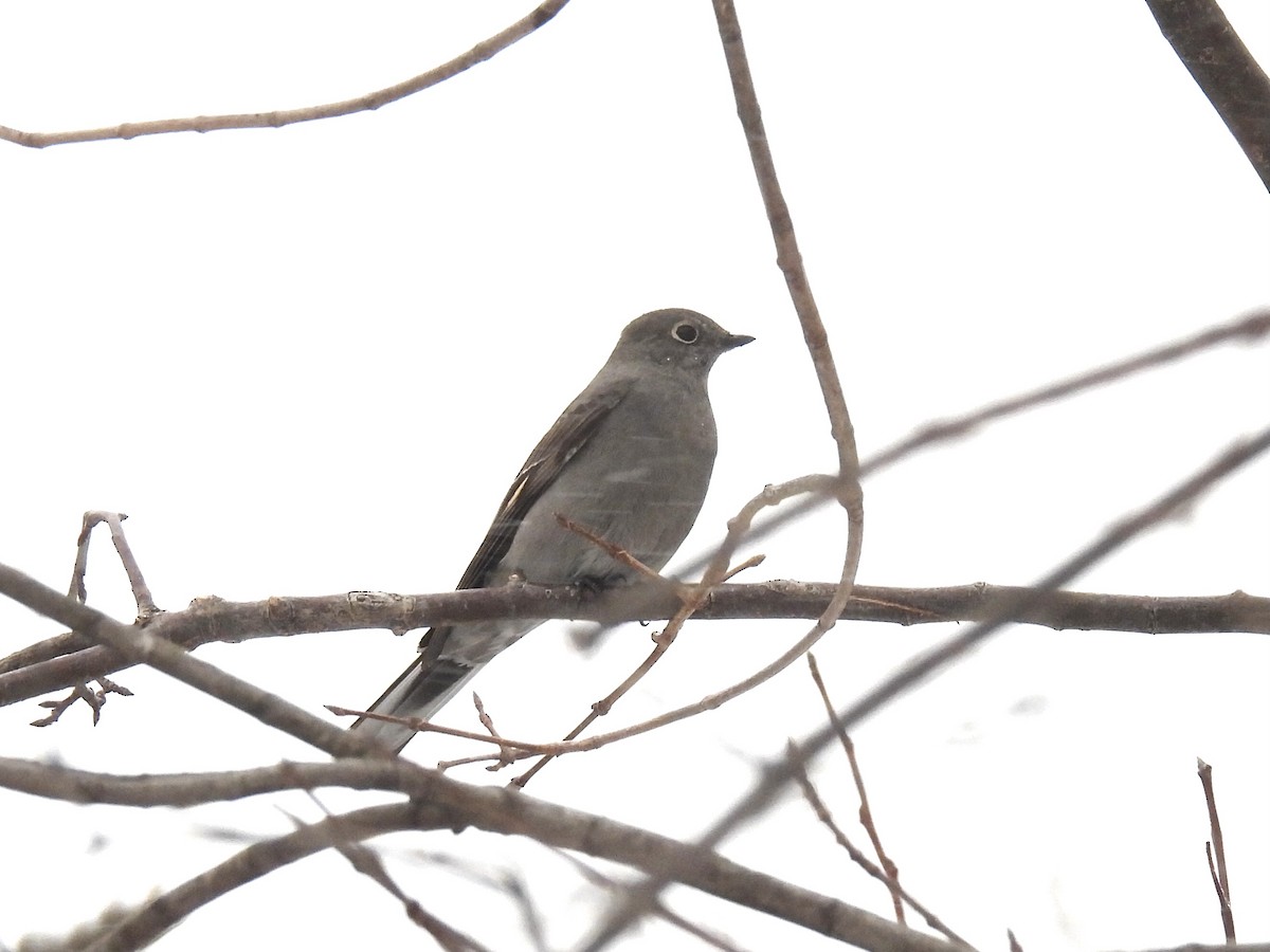 lesňák západní - ML646714989