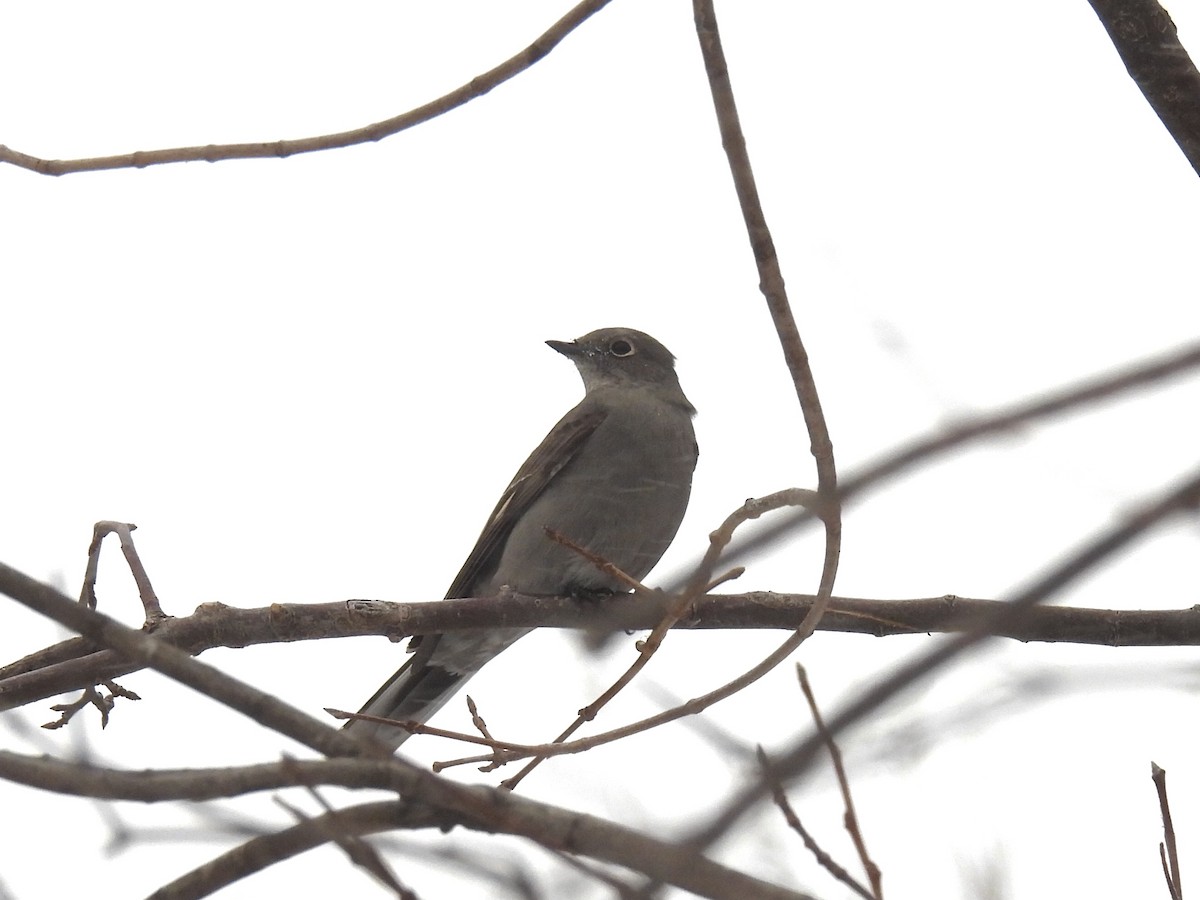 lesňák západní - ML646714990