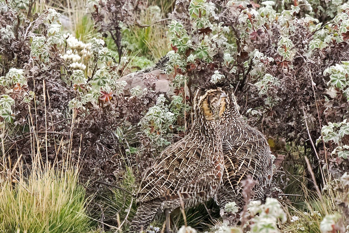 frankolín vřesovištní - ML646714991