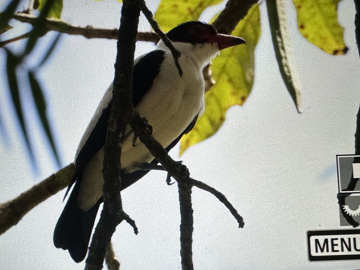 Great Kiskadee - ML646714992