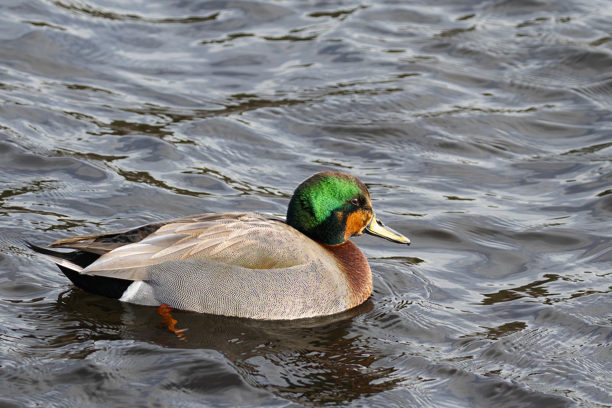 Бор x Зэрлэг нугас (эрлийз) - ML646714993