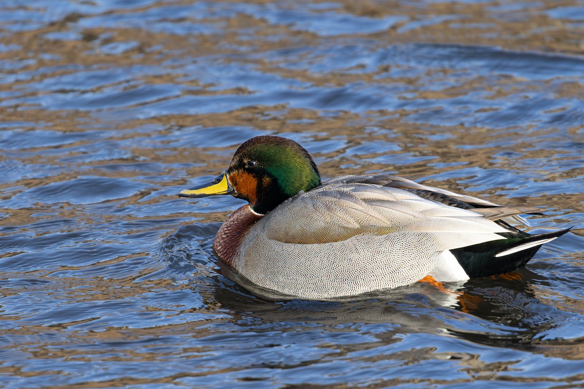 Бор x Зэрлэг нугас (эрлийз) - ML646714994