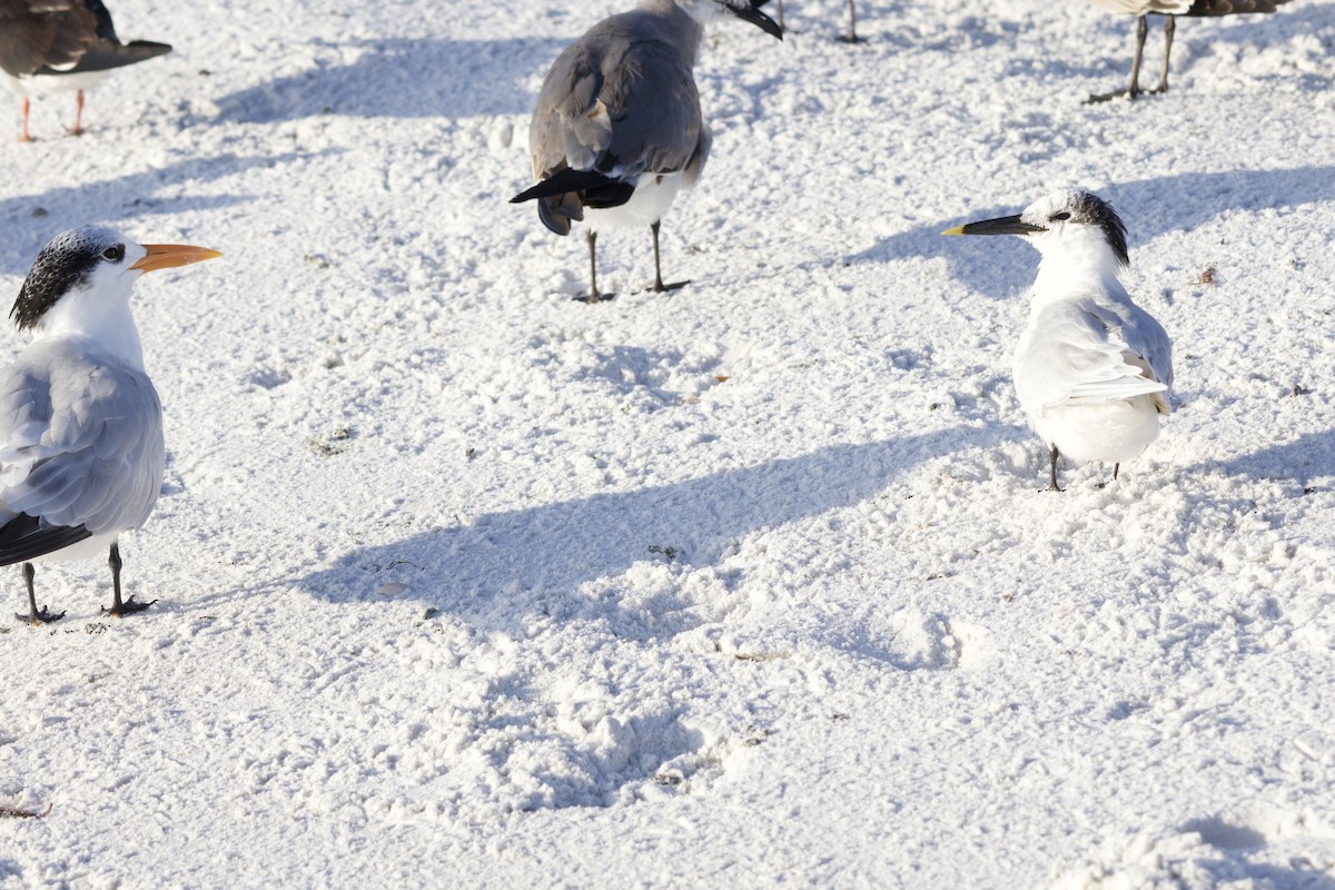 rybák severní - ML646714995