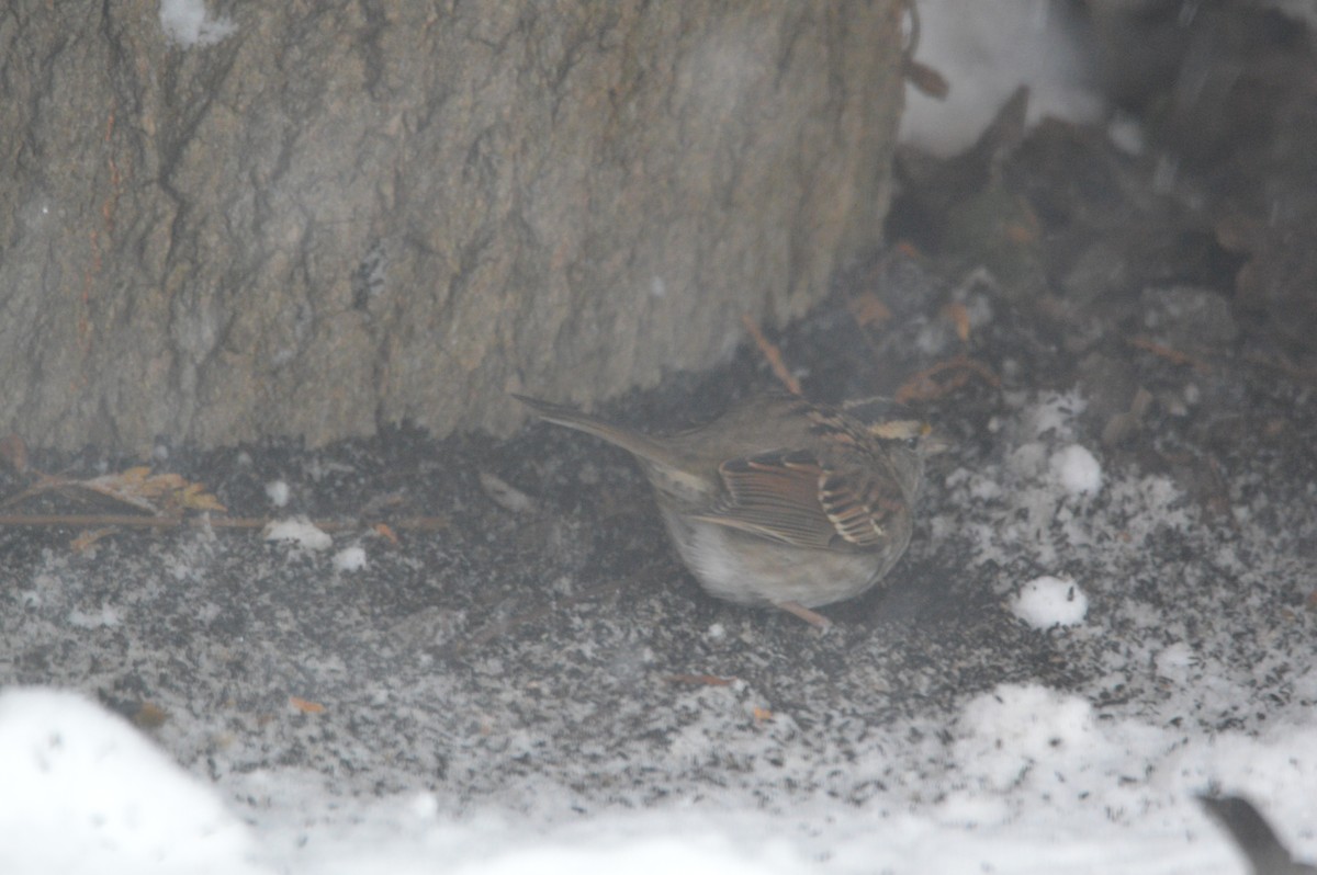 White-throated Sparrow - ML646714996