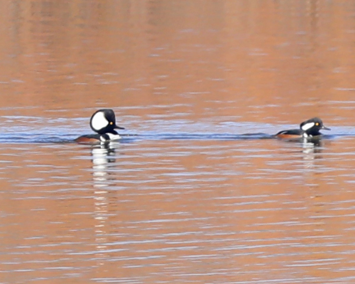 morčák chocholatý - ML646714997