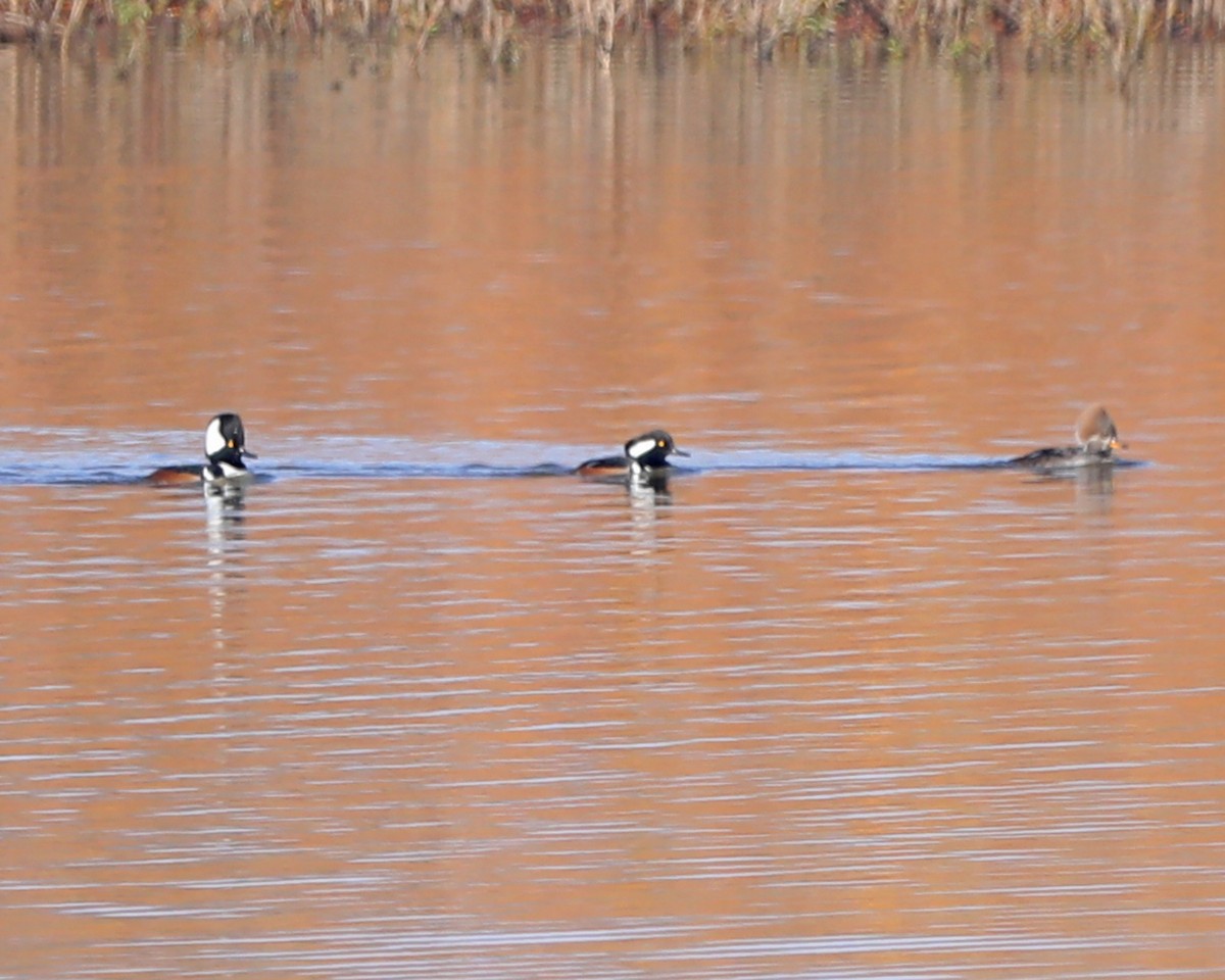 morčák chocholatý - ML646714998