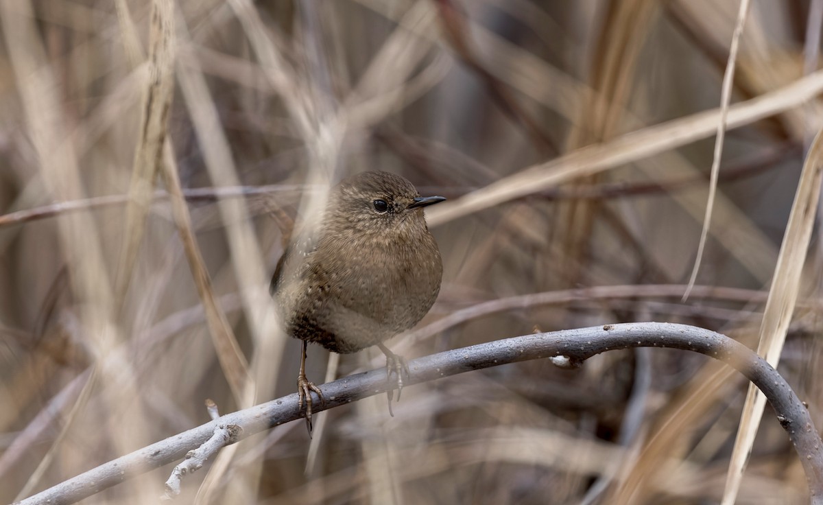 střízlík kanadský - ML646714999