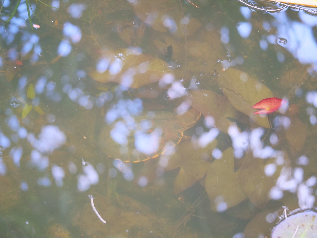 Malayan Snail-eating Turtle - ML646715004