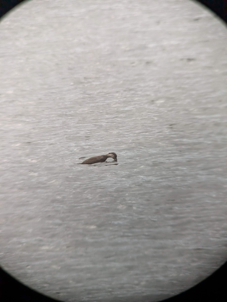 Black Scoter - ML646715005