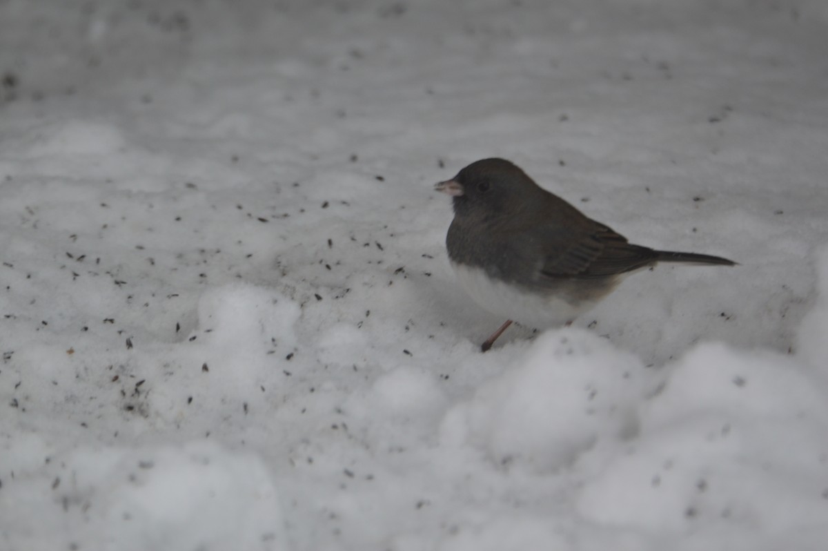 Dark-eyed Junco - ML646715006