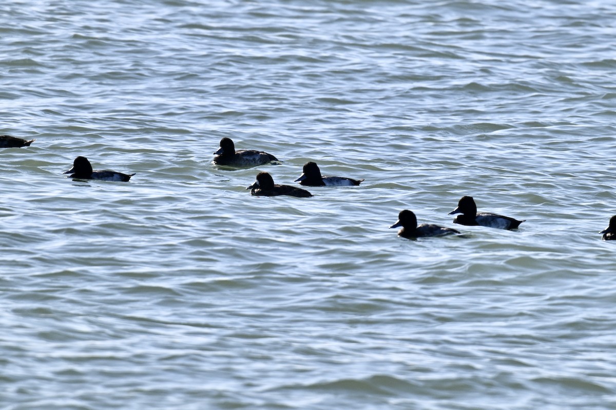 Kanadabergente - ML646715007