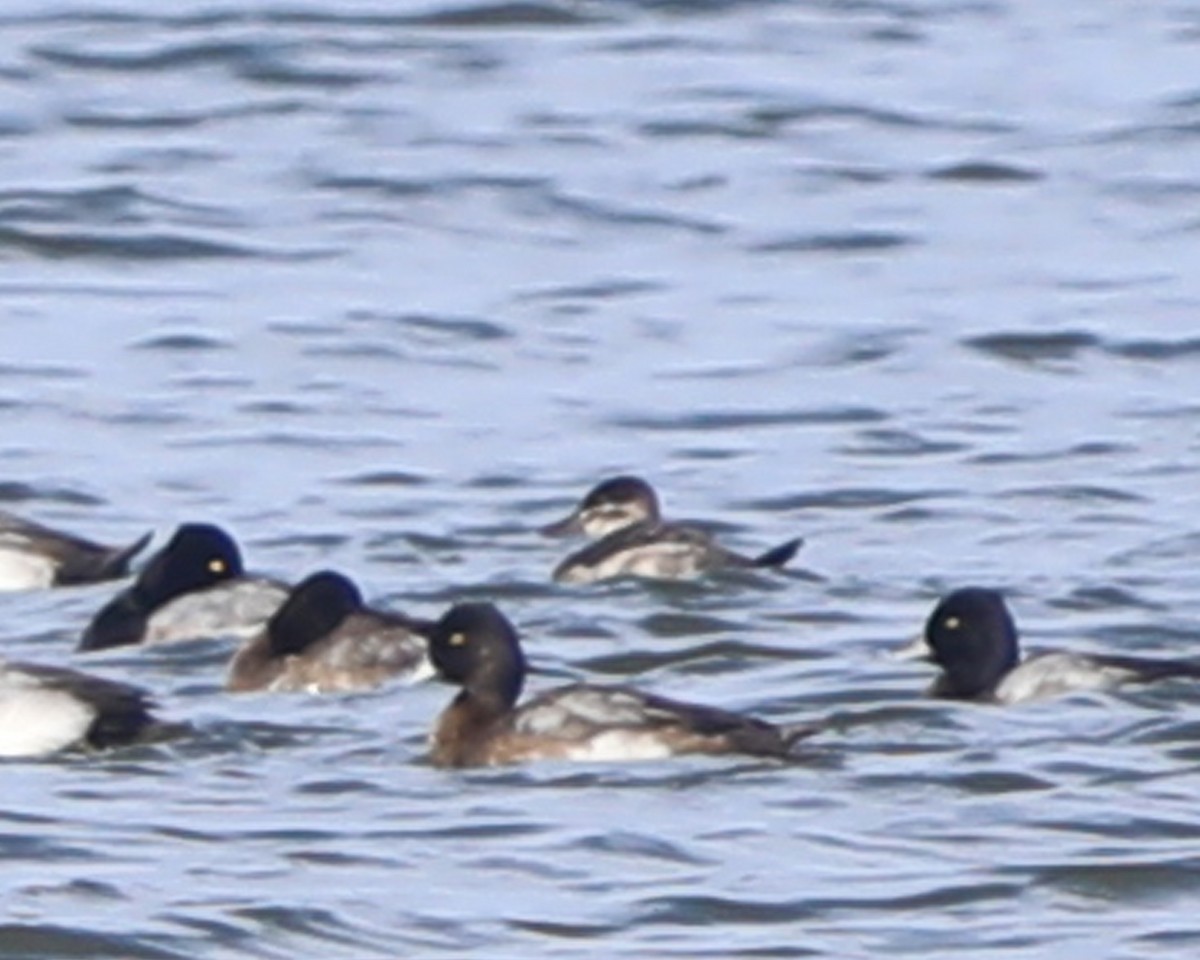 Schwarzkopf-Ruderente - ML646715010