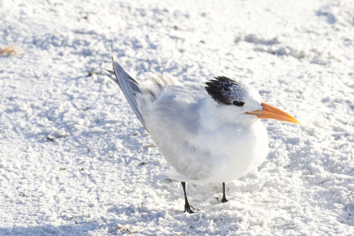 Royal Tern - ML646715014