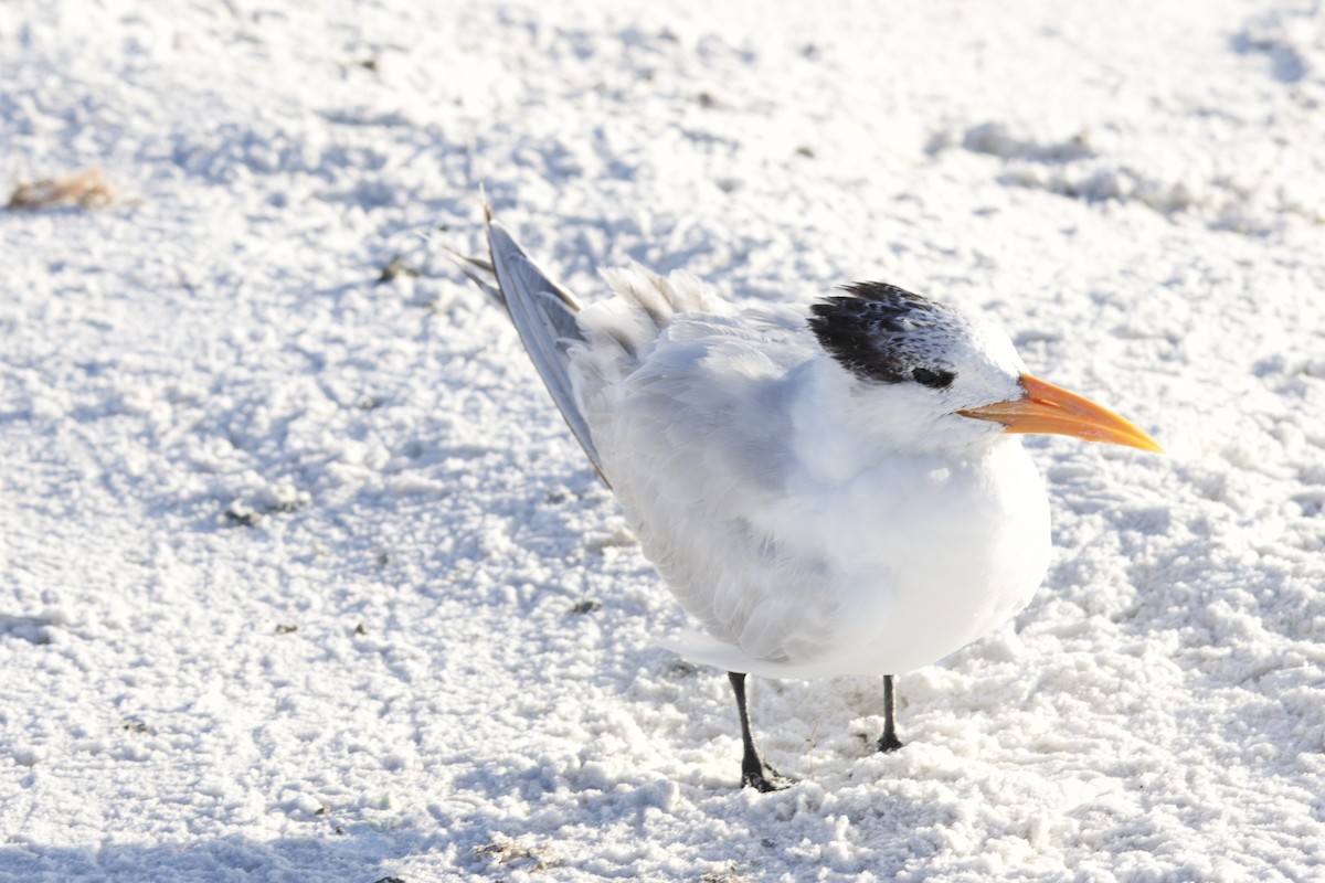Royal Tern - ML646715015