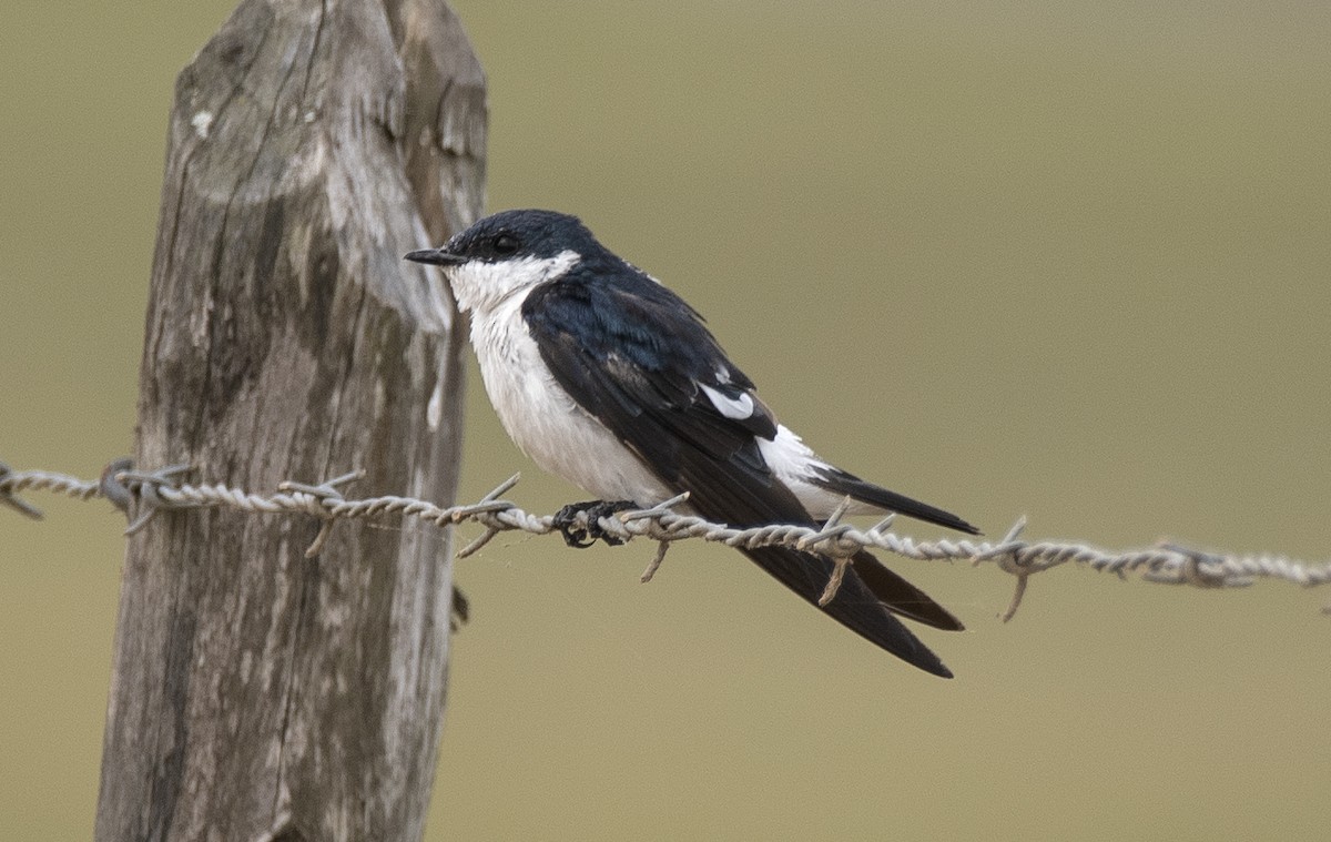 ハジロミドリツバメ - ML646715016