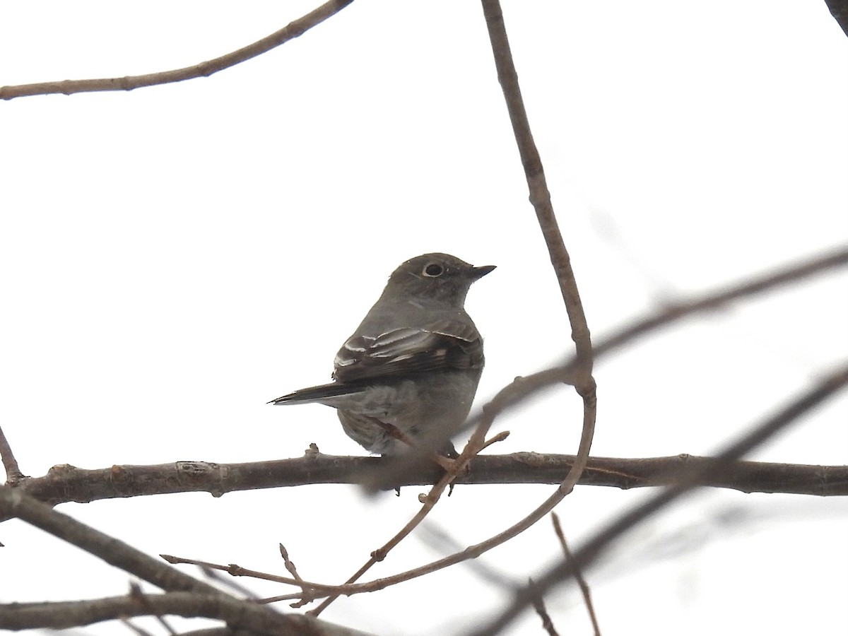 gråsolitærtrost - ML646715020