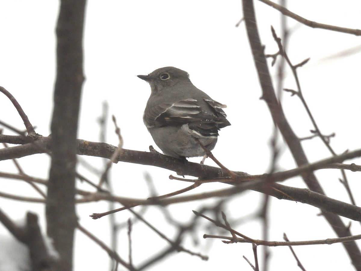 gråsolitærtrost - ML646715021