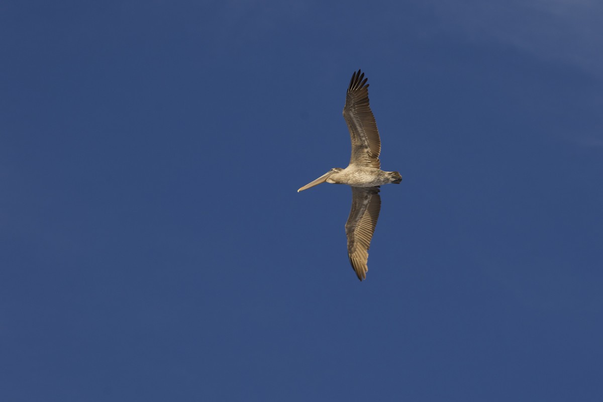 Brown Pelican - ML646715024