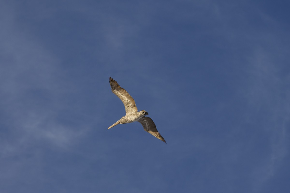 Brown Pelican - ML646715025
