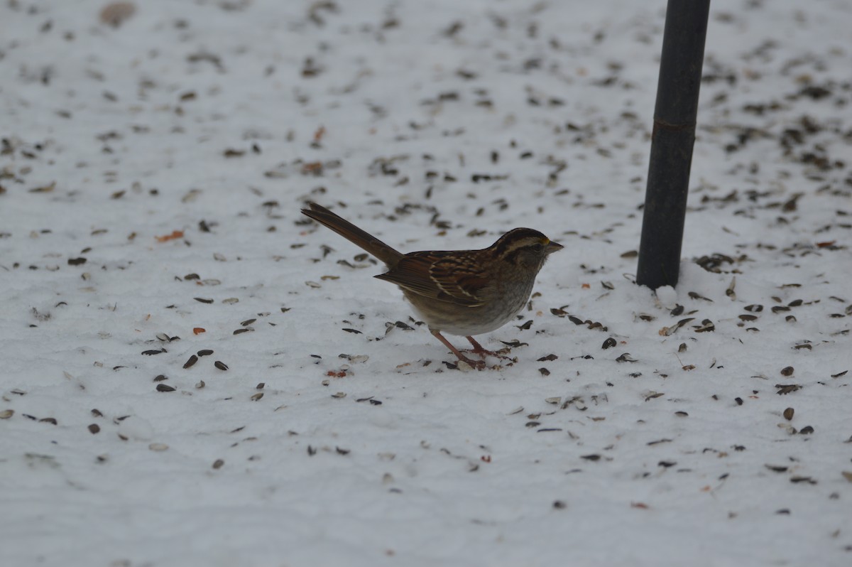 White-throated Sparrow - ML646715026