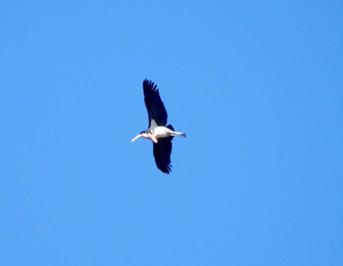 Marabu - ML646715028