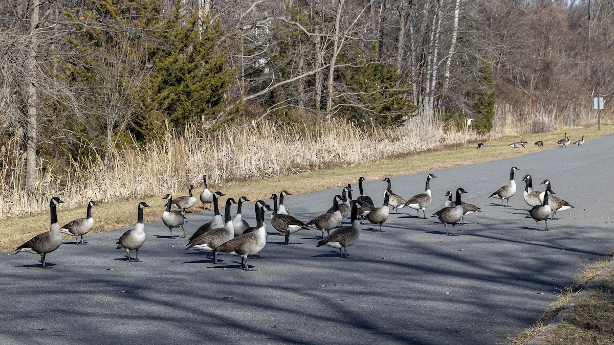 Canada Goose - ML646715031