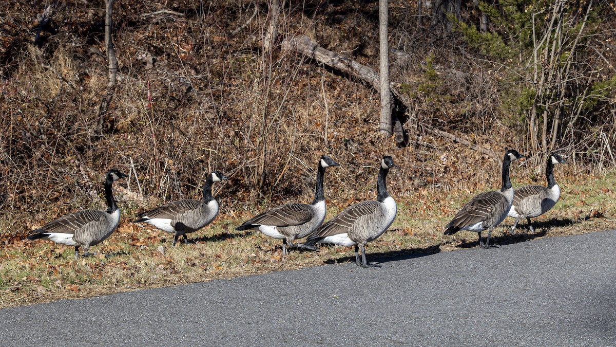 Canada Goose - ML646715032