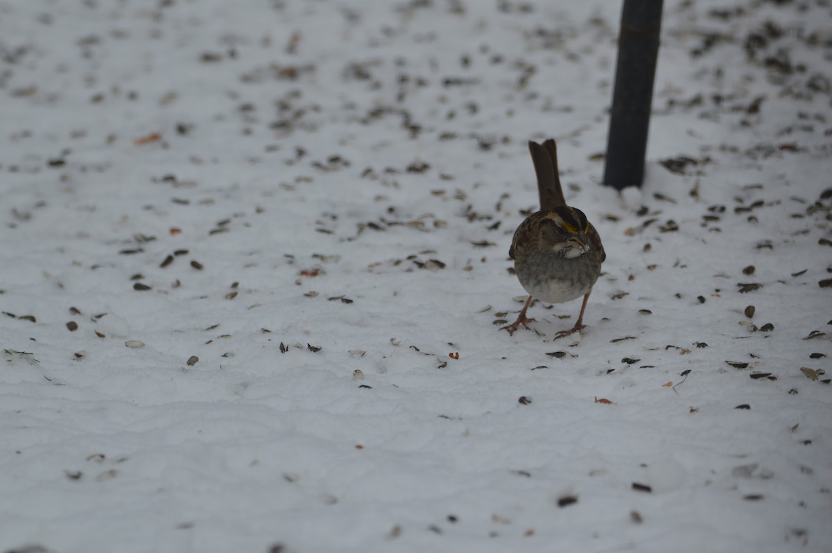 White-throated Sparrow - ML646715037
