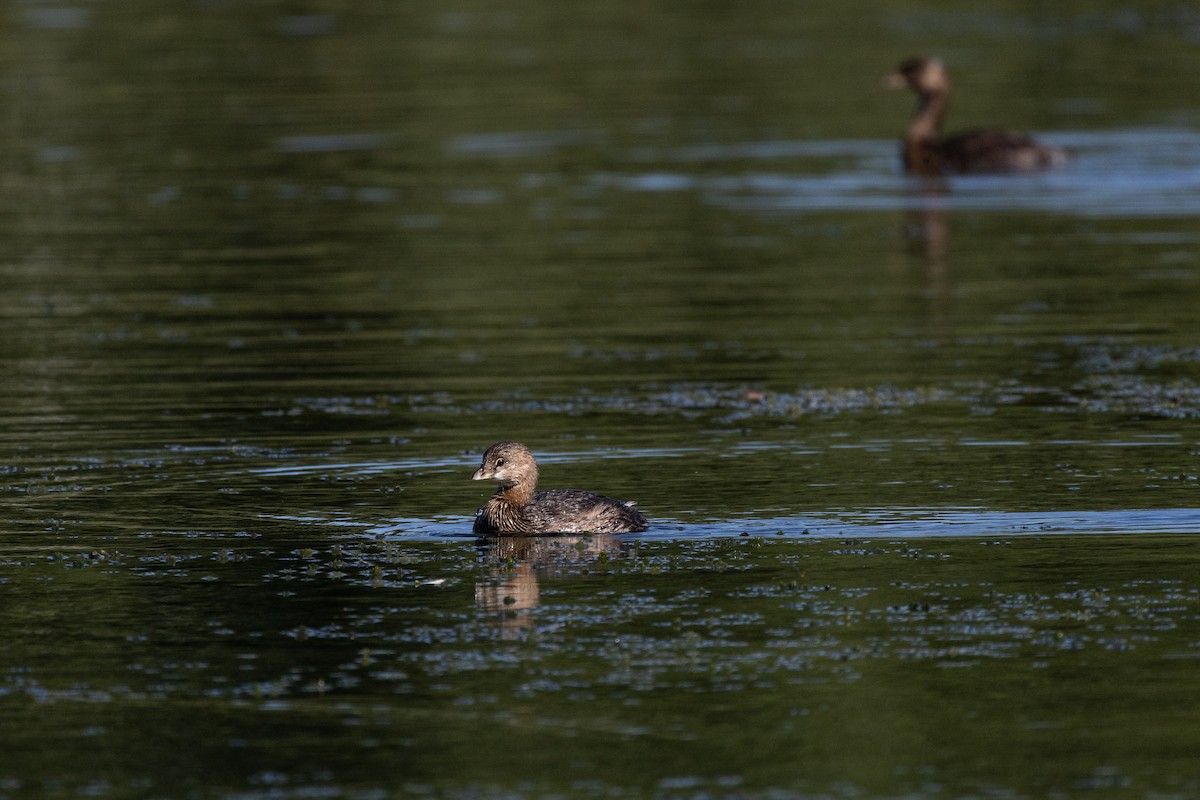 Pied-billed Grebe - ML646715041