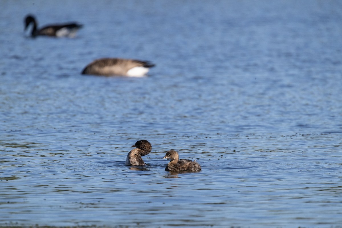 Pied-billed Grebe - ML646715042