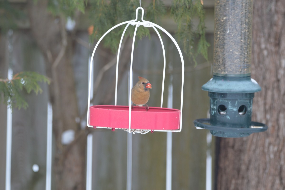 Northern Cardinal - ML646715043