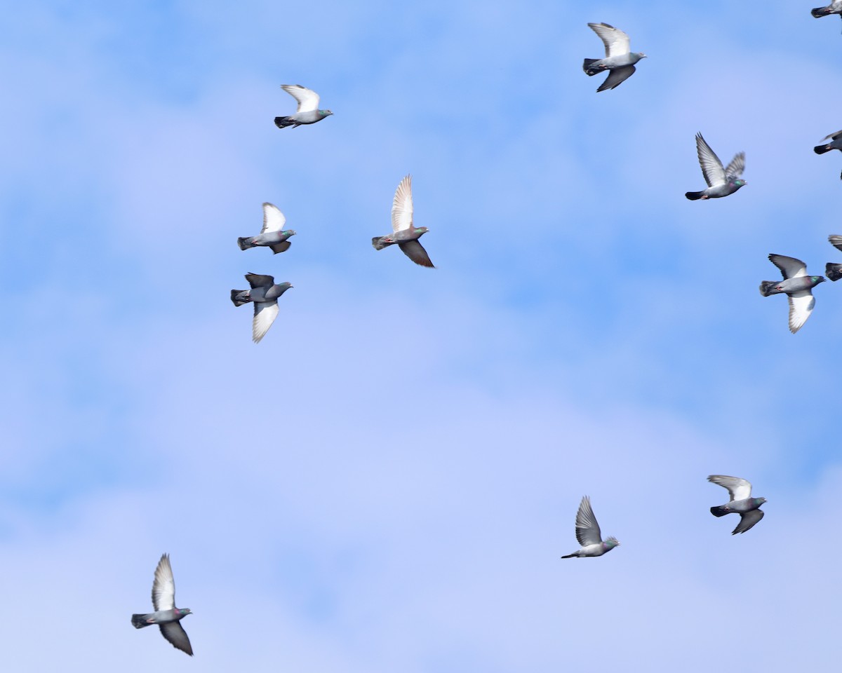 Rock Pigeon (Feral Pigeon) - ML646715044