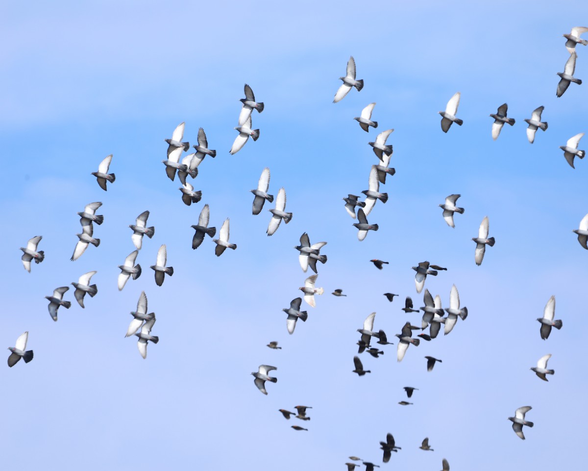 Rock Pigeon (Feral Pigeon) - ML646715045