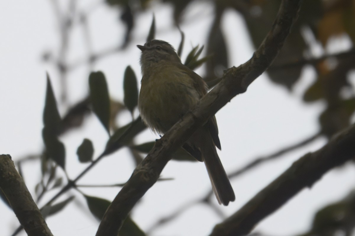 Planalto Tyrannulet - ML646715046