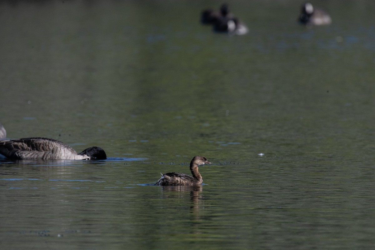 Pied-billed Grebe - ML646715047