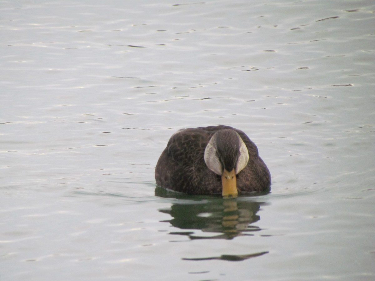 Mallard/American Black Duck - ML646715049