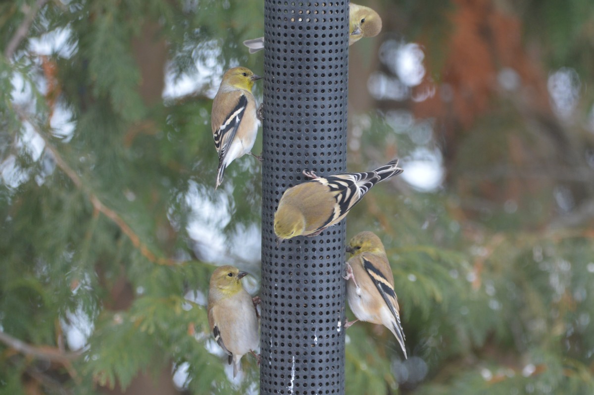 American Goldfinch - ML646715050