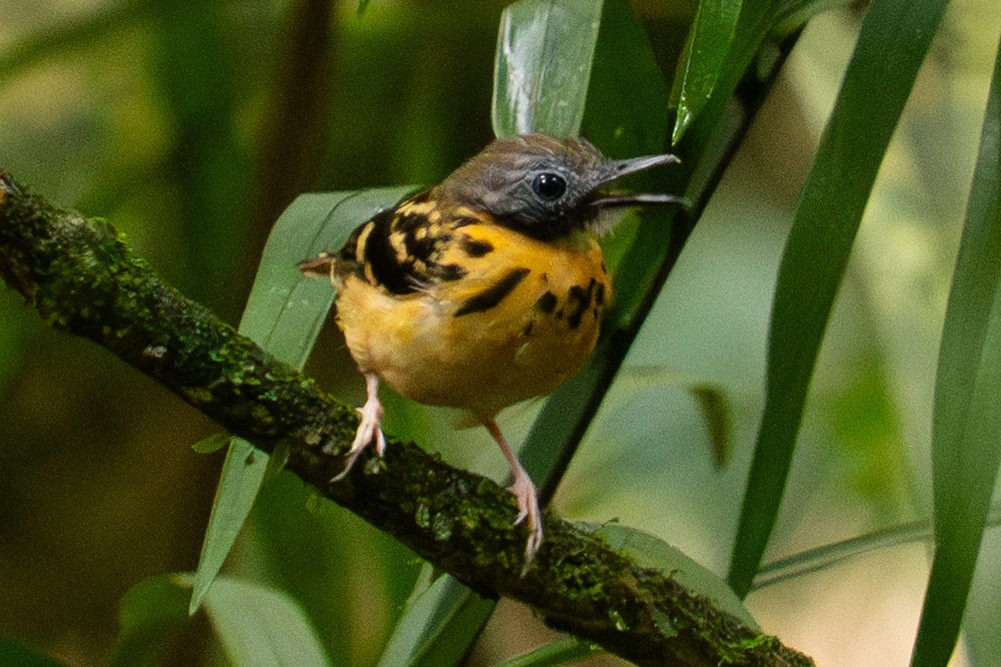 Spot-backed Antbird - ML646715052